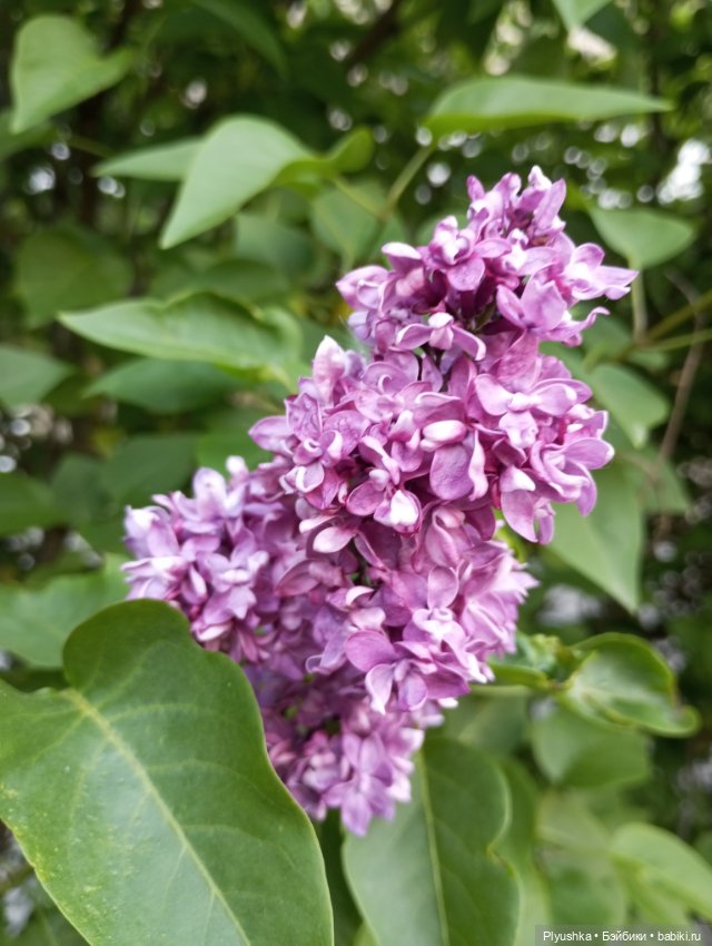 Продолжу про сирень — Фигурки Киндер Сюрприз (Kinder) (фото 9)