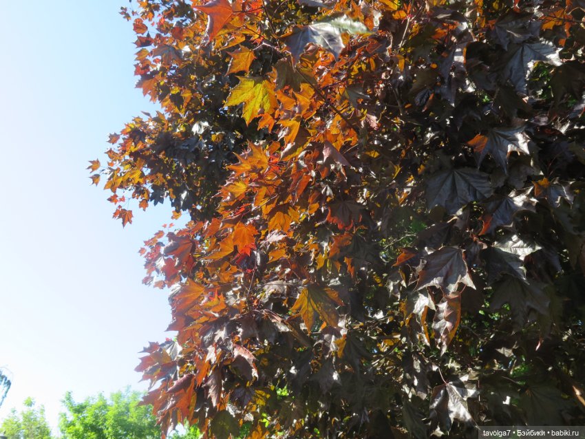 Ruby Red Siblies Стелла в Сиреневом парке в Москве (фото 10)