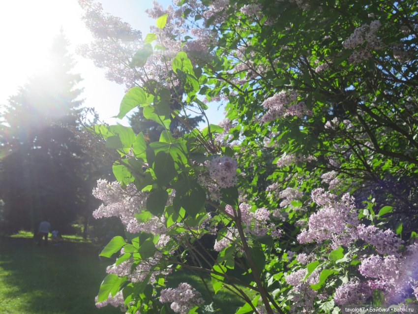 Ruby Red Siblies Стелла в Сиреневом парке в Москве (фото 8)