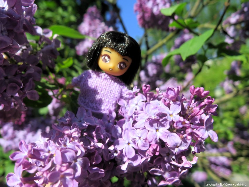 Ruby Red Siblies Стелла в Сиреневом парке в Москве (фото 5)