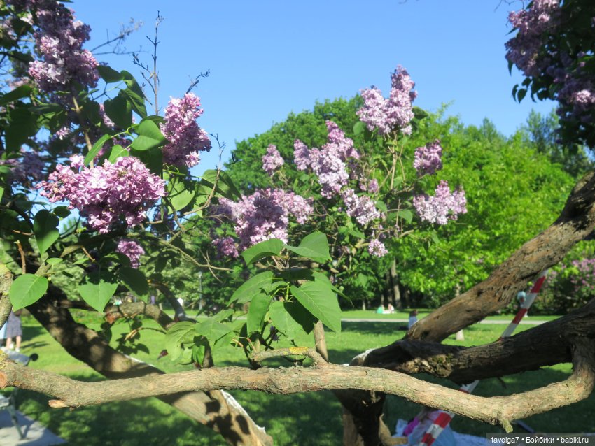 Ruby Red Siblies Стелла в Сиреневом парке в Москве (фото 9)