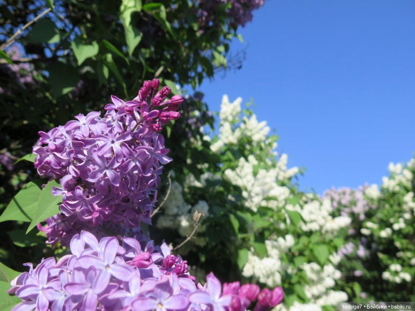 Ruby Red Siblies Стелла в Сиреневом парке в Москве (фото 7)