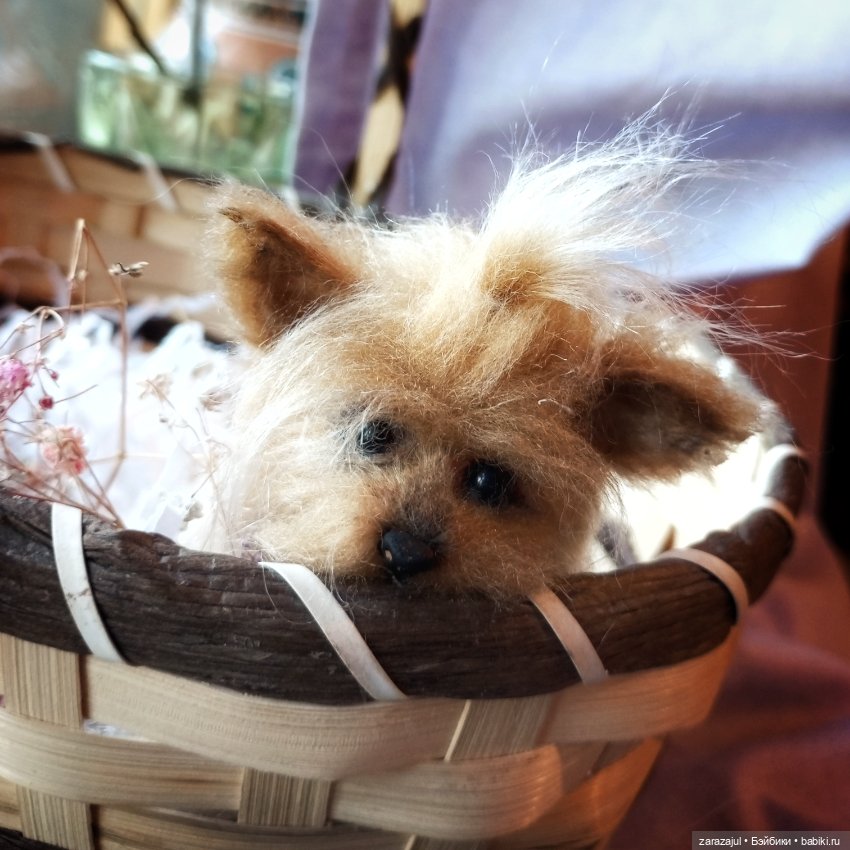 Пушистая малышка в процессе