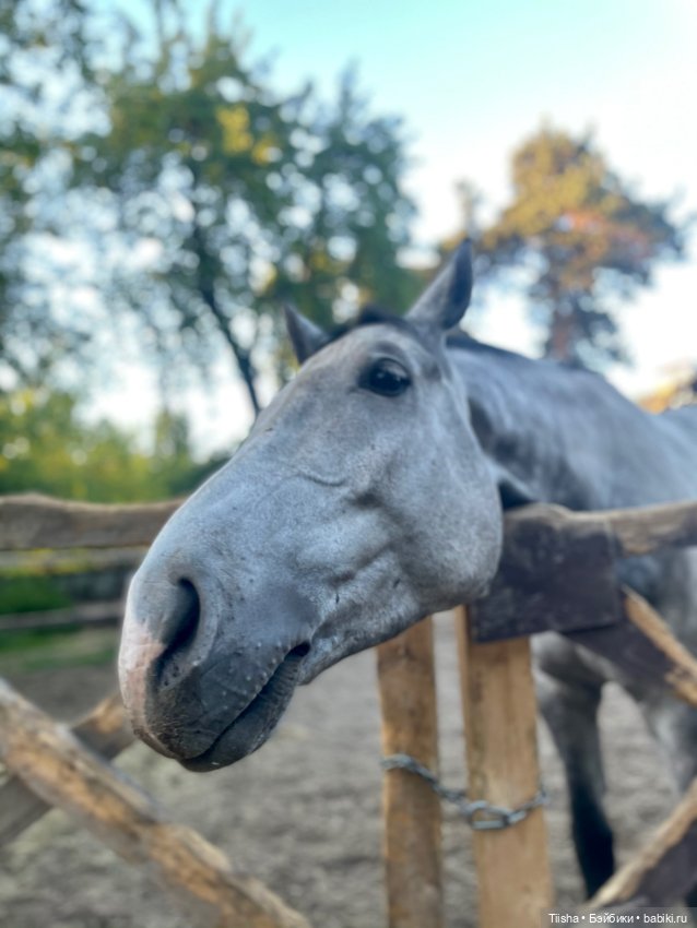 Пронечка от Dart dolls — Куклы Dart dolls (Анна Шиткина): российские BJD (БЖД)