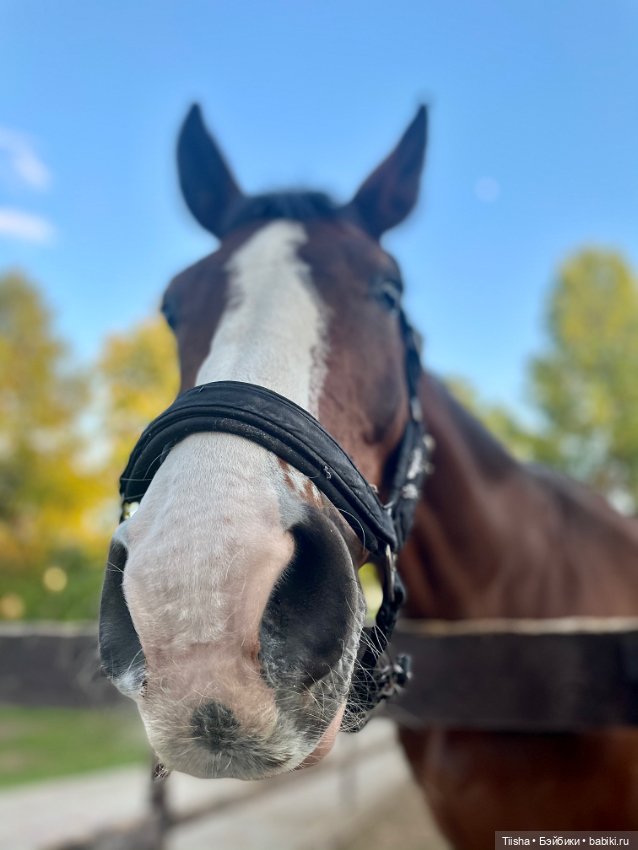 Пронечка от Dart dolls — Куклы Dart dolls (Анна Шиткина): российские BJD (БЖД)