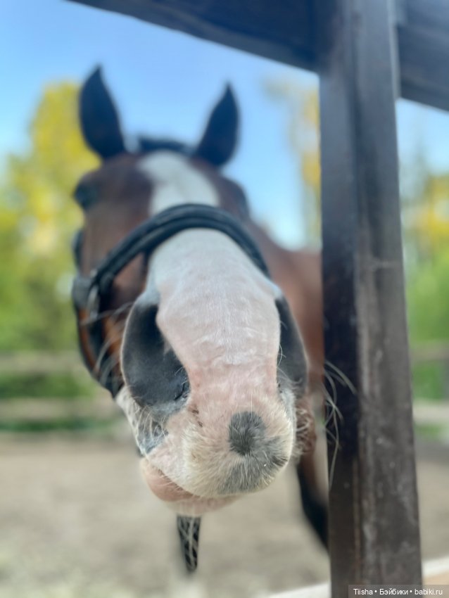 Пронечка от Dart dolls — Куклы Dart dolls (Анна Шиткина): российские BJD (БЖД)