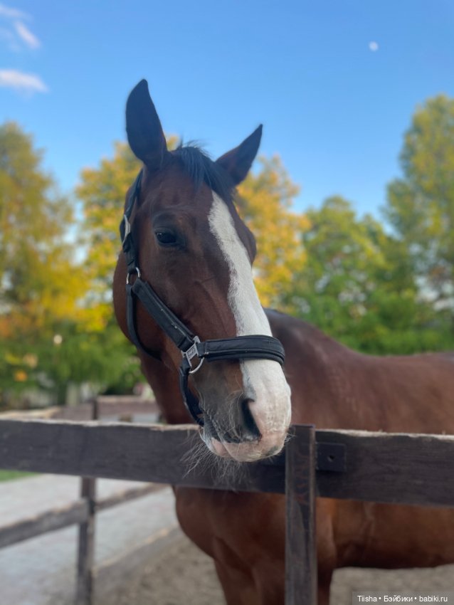 Пронечка от Dart dolls — Куклы Dart dolls (Анна Шиткина): российские BJD (БЖД)