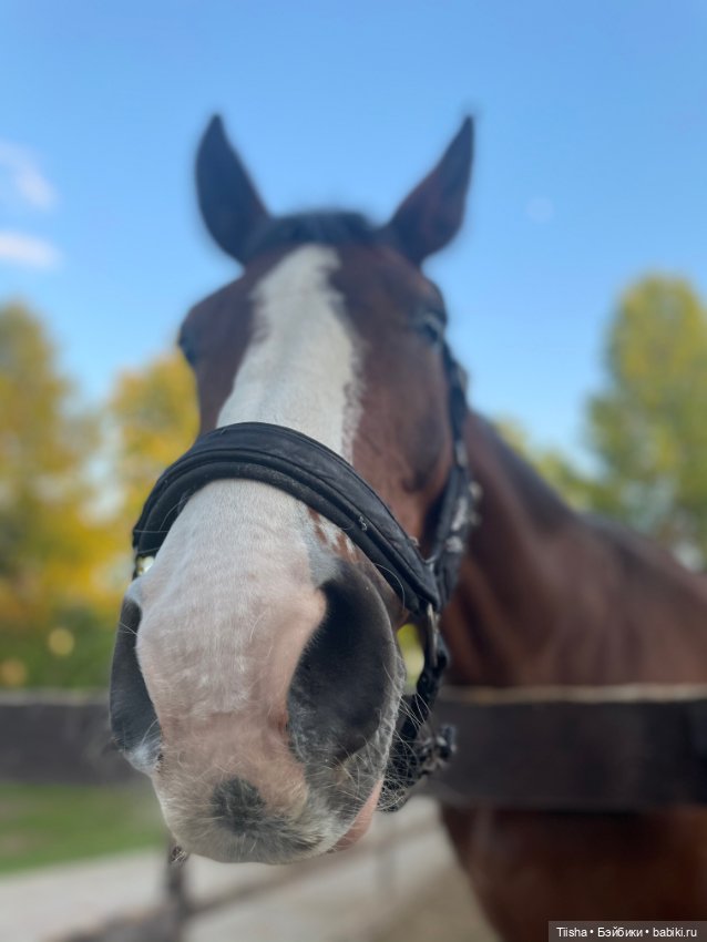 Пронечка от Dart dolls — Куклы Dart dolls (Анна Шиткина): российские BJD (БЖД)