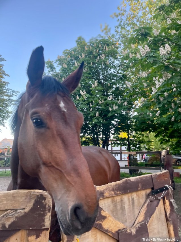 Пронечка от Dart dolls — Куклы Dart dolls (Анна Шиткина): российские BJD (БЖД)