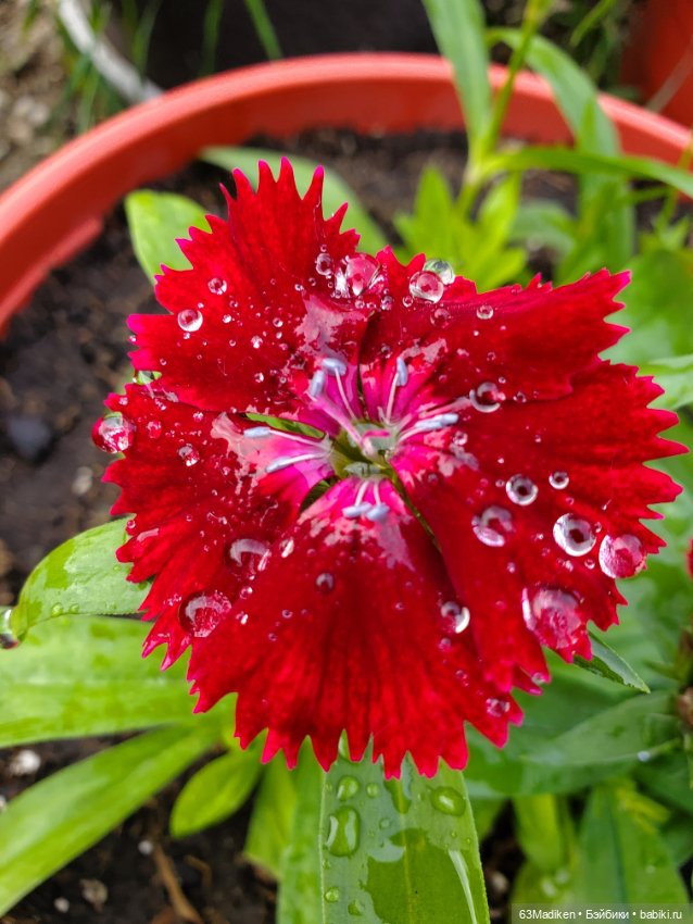 Я садовником родился — Куклы Sasha Morgenthaler (Саша Моргенталер): Trendon (фото 2)