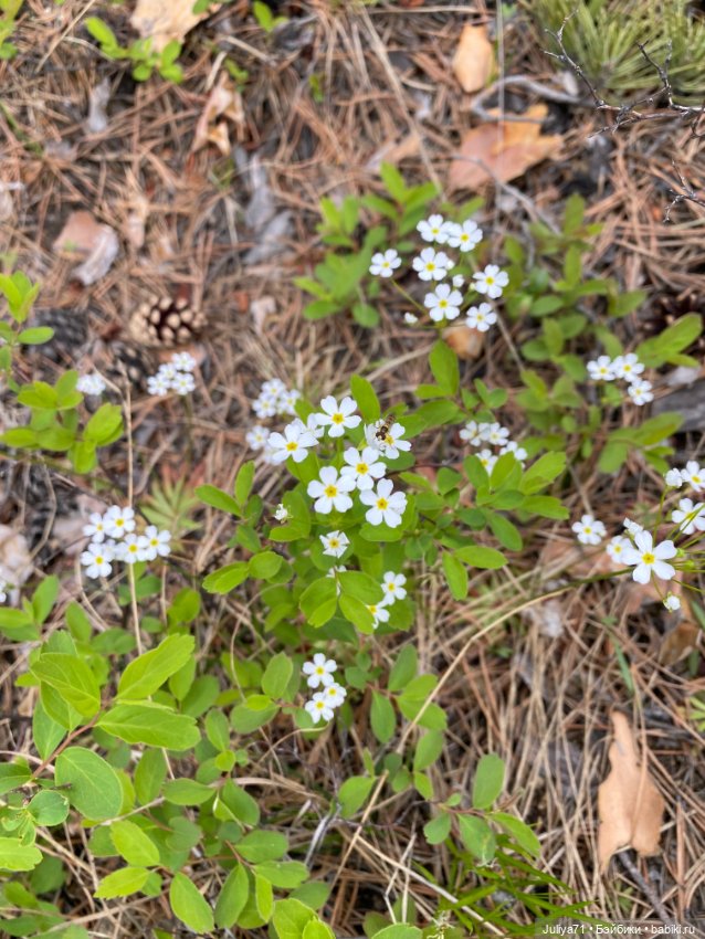 Цветёт багульник — Куклы Blythe TBL (ТБЛ) и аналоги: Блюх