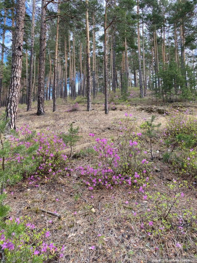 Цветёт багульник — Куклы Blythe TBL (ТБЛ) и аналоги: Блюх (фото 9)