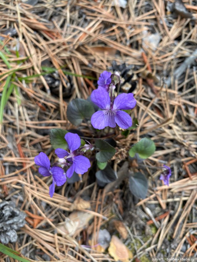 Цветёт багульник — Куклы Blythe TBL (ТБЛ) и аналоги: Блюх (фото 2)