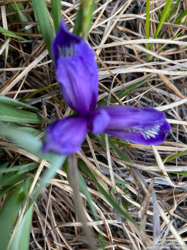 Цветёт багульник — Куклы Blythe TBL (ТБЛ) и аналоги: Блюх (фото 8)