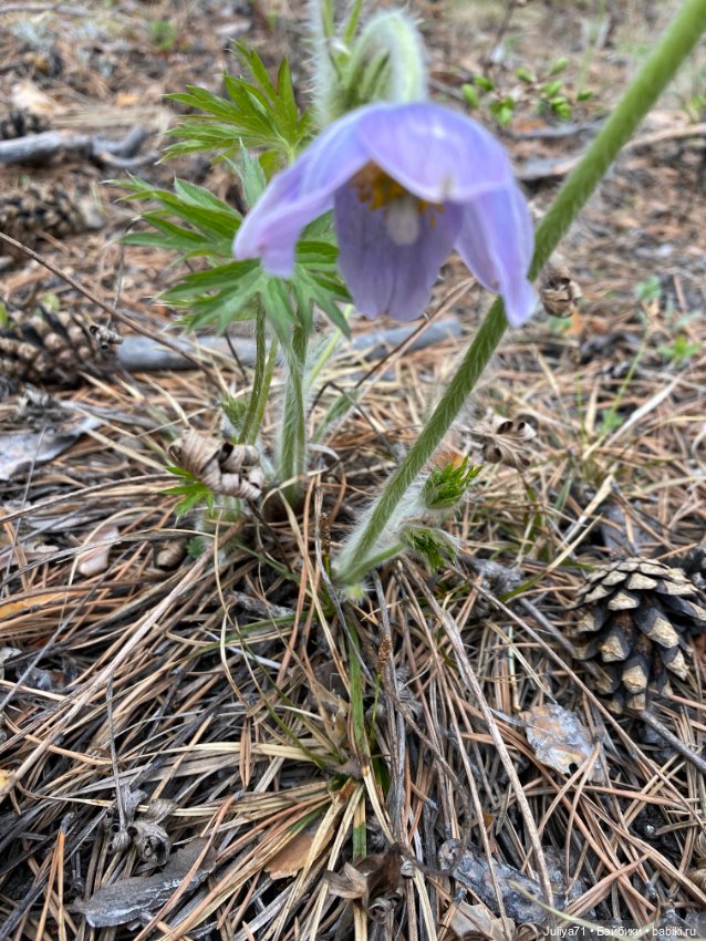 Цветёт багульник — Куклы Blythe TBL (ТБЛ) и аналоги: Блюх (фото 4)