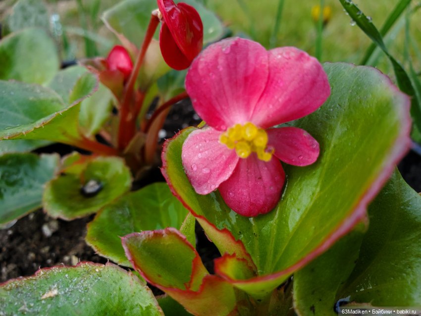 Я садовником родился — Куклы Sasha Morgenthaler (Саша Моргенталер): Trendon (фото 4)