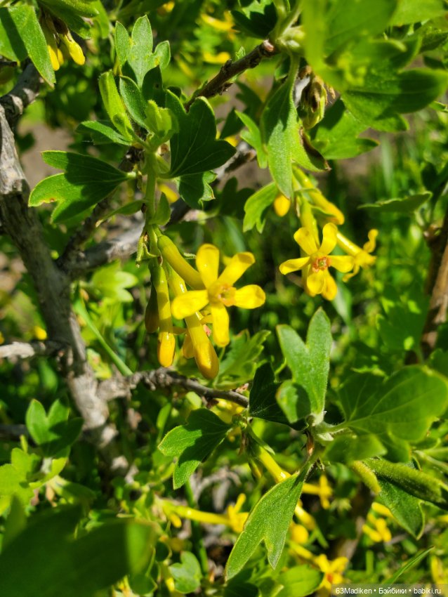 Я садовником родился — Куклы Sasha Morgenthaler (Саша Моргенталер): Trendon (фото 8)