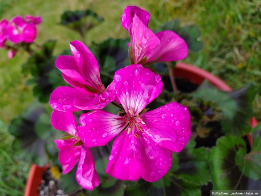 Я садовником родился — Куклы Sasha Morgenthaler (Саша Моргенталер): Trendon (фото 3)