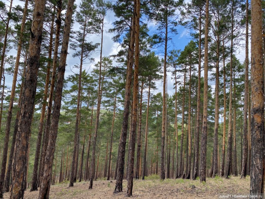 Цветёт багульник — Куклы Blythe TBL (ТБЛ) и аналоги: Блюх