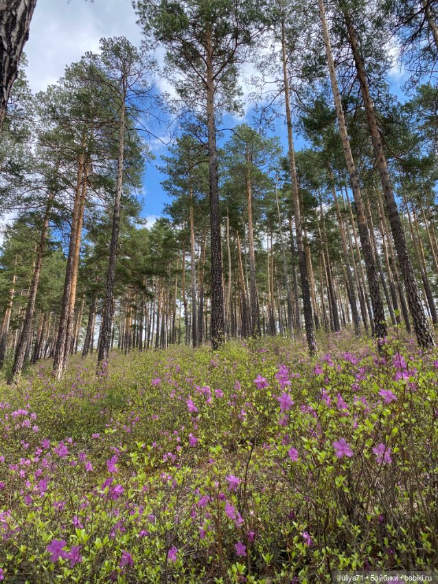 Цветёт багульник — Куклы Blythe TBL (ТБЛ) и аналоги: Блюх