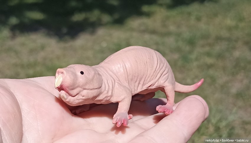 Нашли друг друг друга — Аналоги Барби и куклы 1/6: клоны 90 (фото 5)