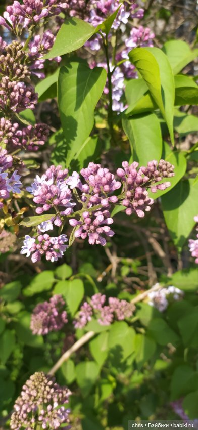 Шелл. Вести с Изнанки. Пора цветения. Портретная экшен кукла актера Джереми Реннера (фото 4)