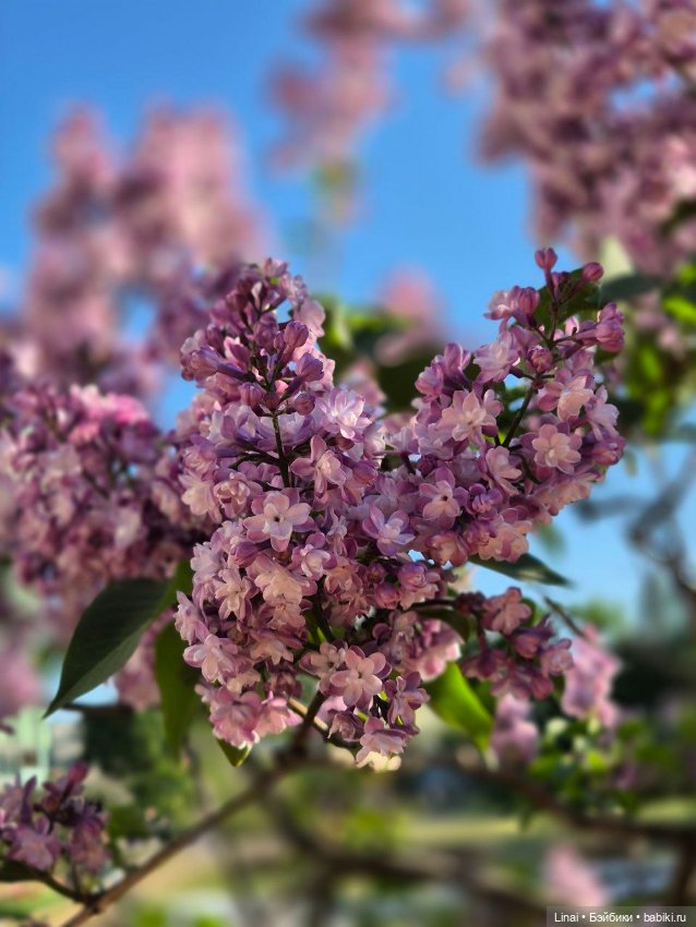 Буйство сирени в Аптекарском огороде (фото 8)