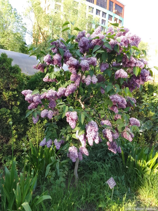 Буйство сирени в Аптекарском огороде (фото 9)