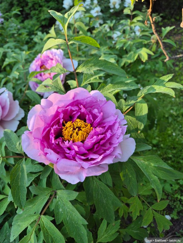 Буйство сирени в Аптекарском огороде (фото 7)