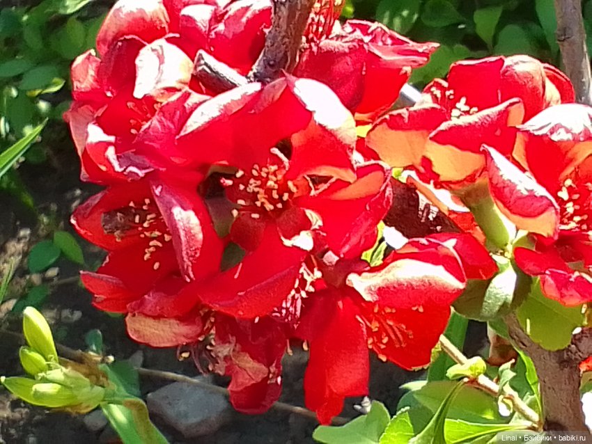 Буйство сирени в Аптекарском огороде