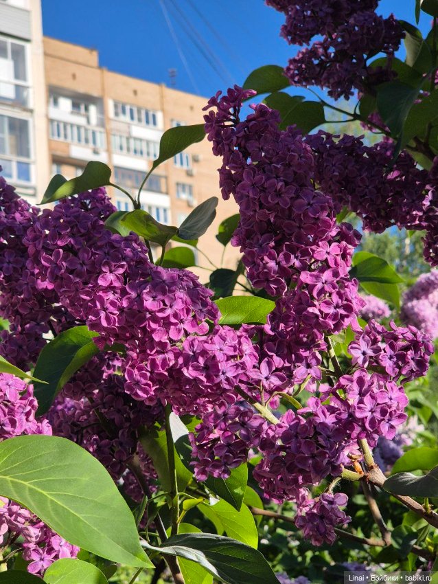 Буйство сирени в Аптекарском огороде (фото 10)
