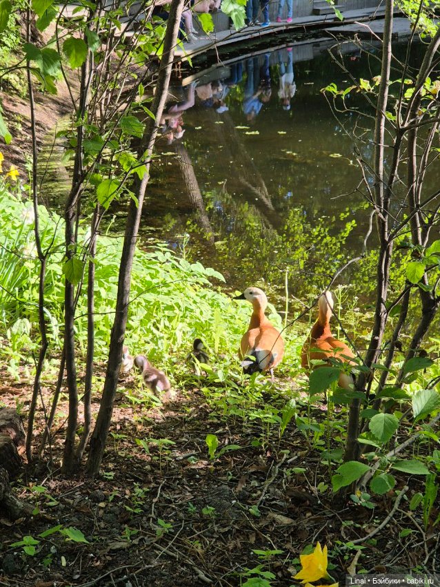 Буйство сирени в Аптекарском огороде (фото 4)
