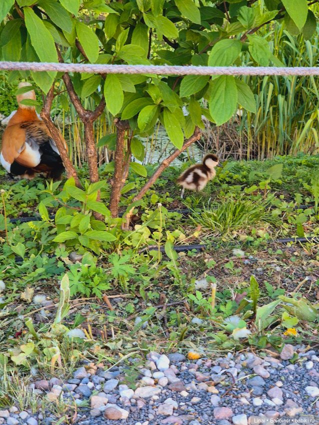 Буйство сирени в Аптекарском огороде (фото 3)