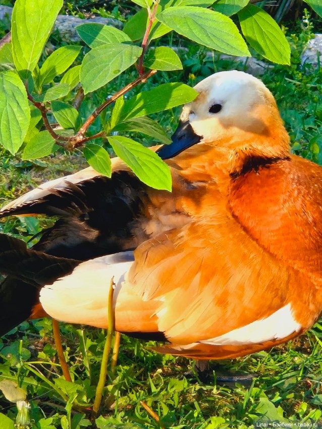 Буйство сирени в Аптекарском огороде (фото 2)