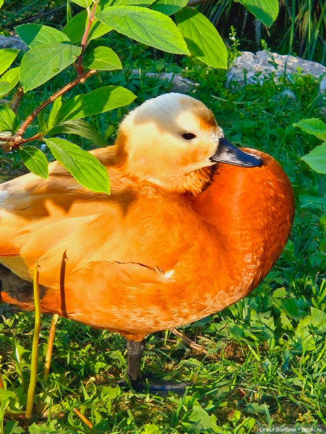 Буйство сирени в Аптекарском огороде