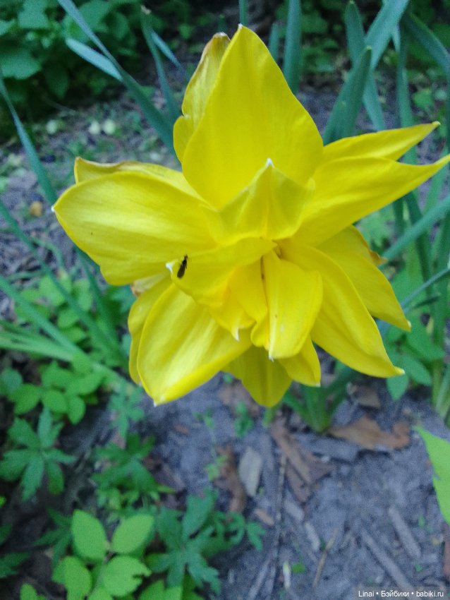 Буйство сирени в Аптекарском огороде