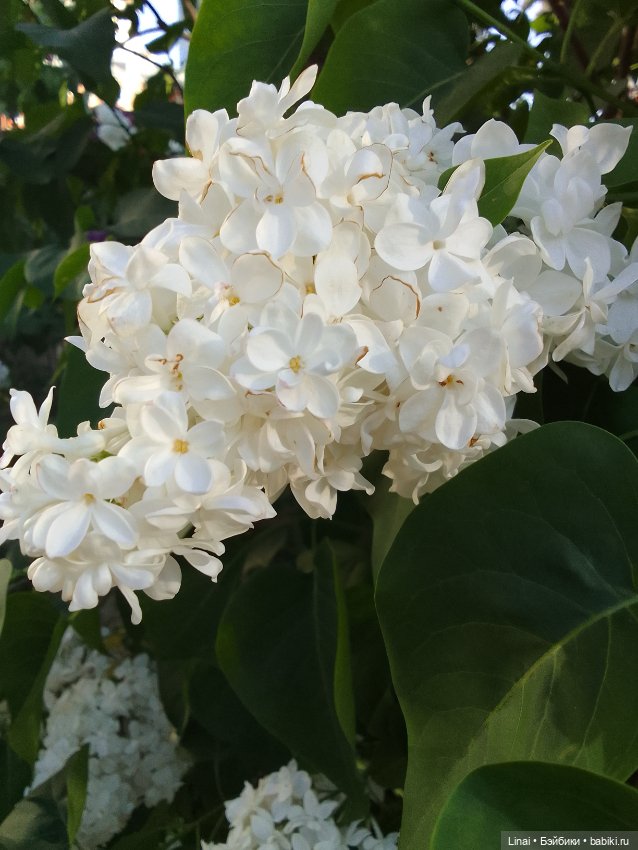 Буйство сирени в Аптекарском огороде