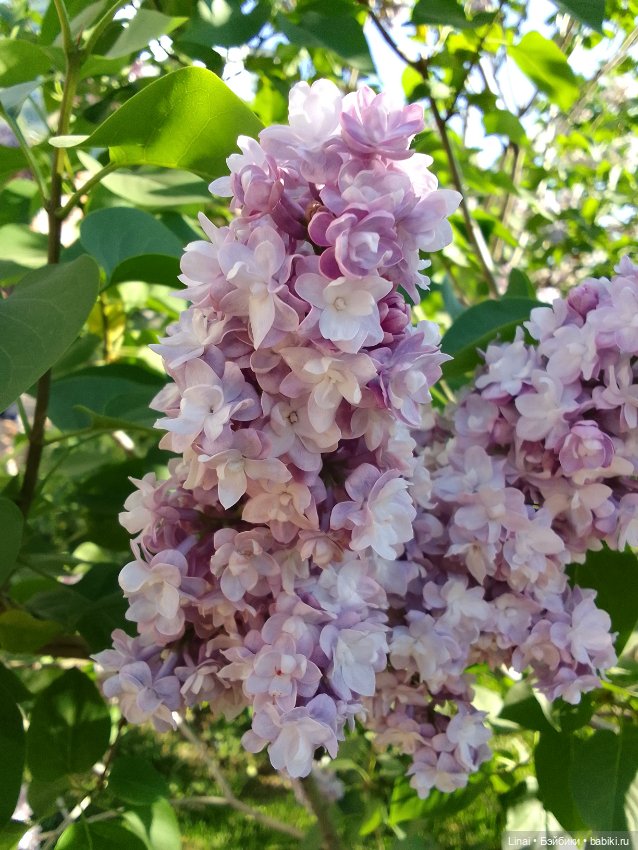 Буйство сирени в Аптекарском огороде