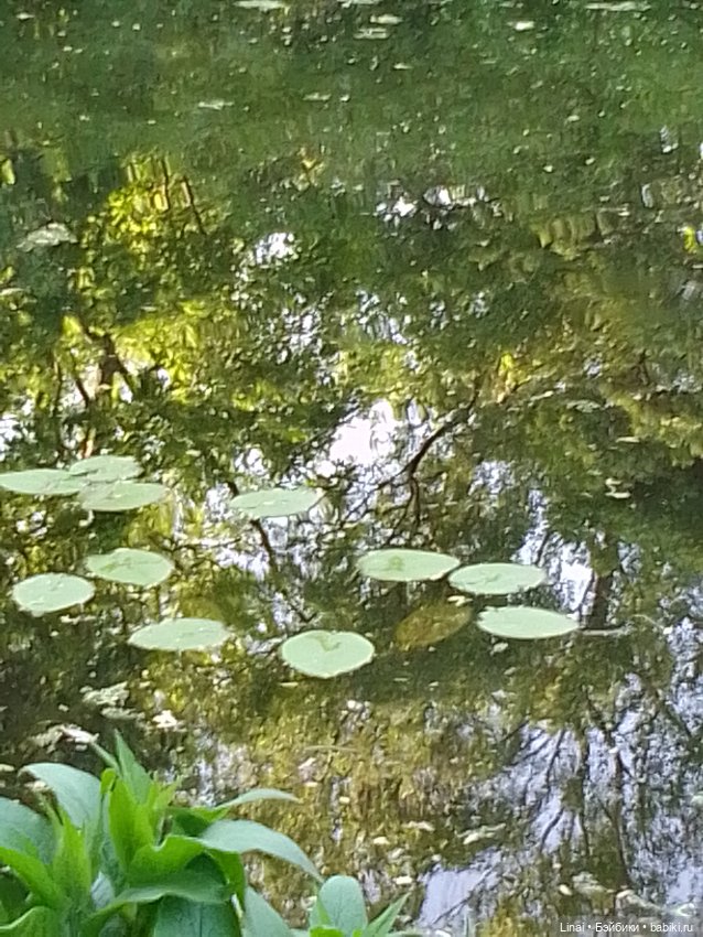 Буйство сирени в Аптекарском огороде
