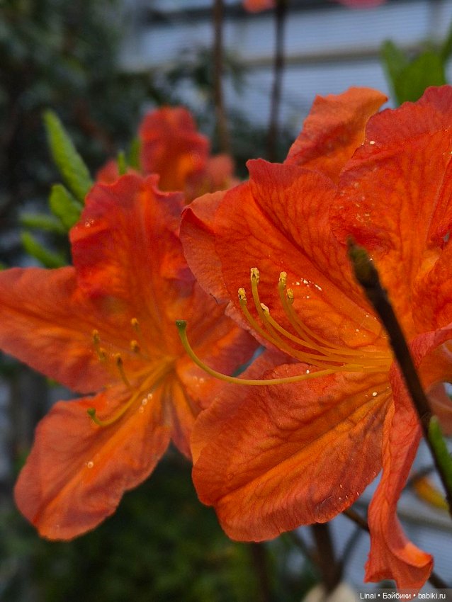 Буйство сирени в Аптекарском огороде