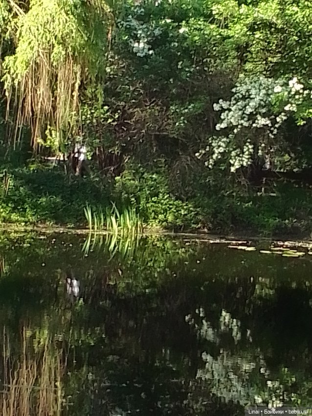 Буйство сирени в Аптекарском огороде