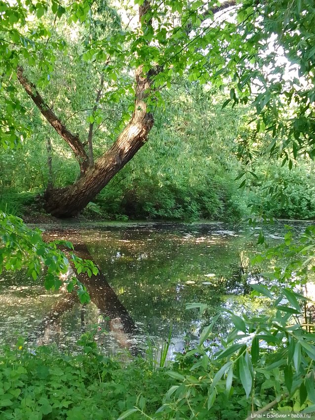 Буйство сирени в Аптекарском огороде