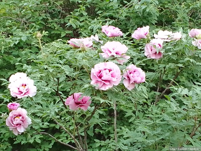 Буйство сирени в Аптекарском огороде