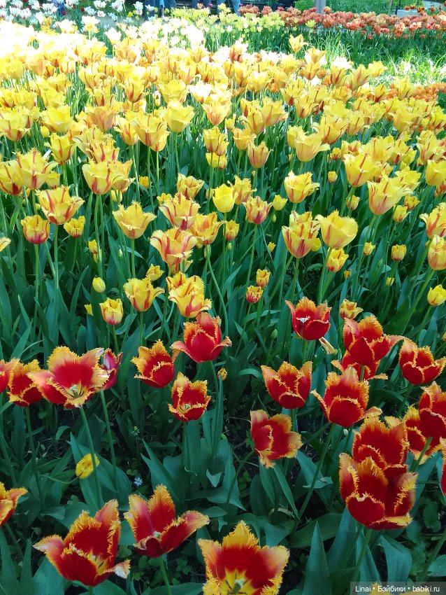 Буйство сирени в Аптекарском огороде
