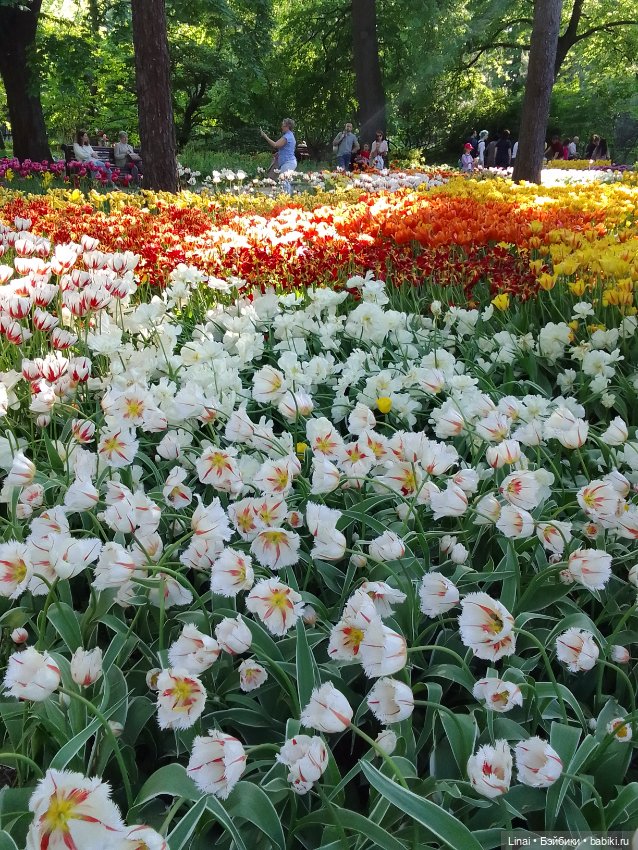 Буйство сирени в Аптекарском огороде
