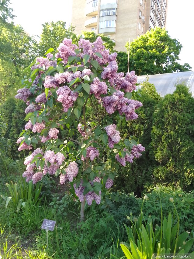 Буйство сирени в Аптекарском огороде