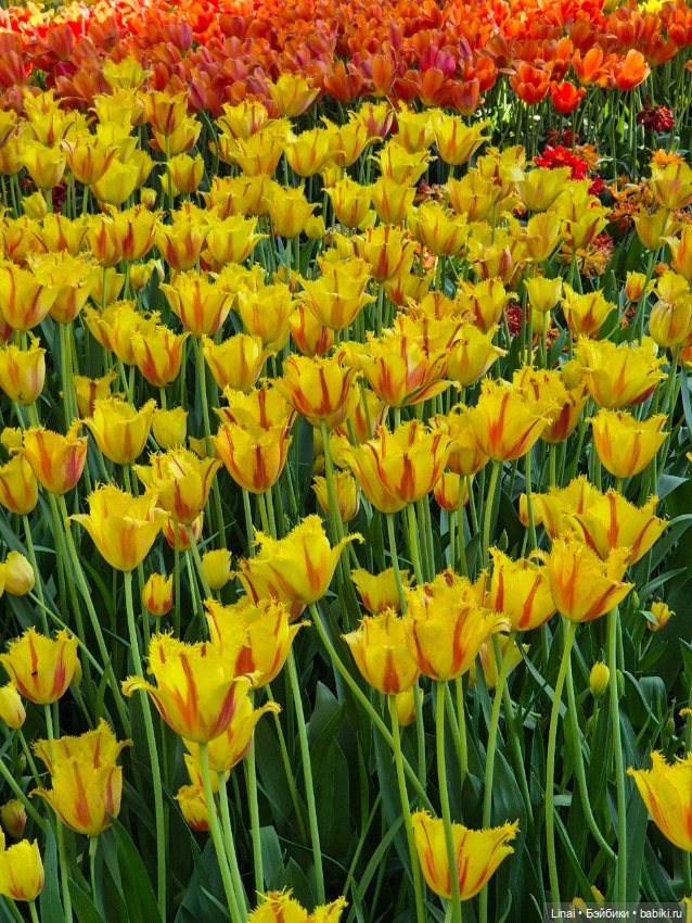 Буйство сирени в Аптекарском огороде