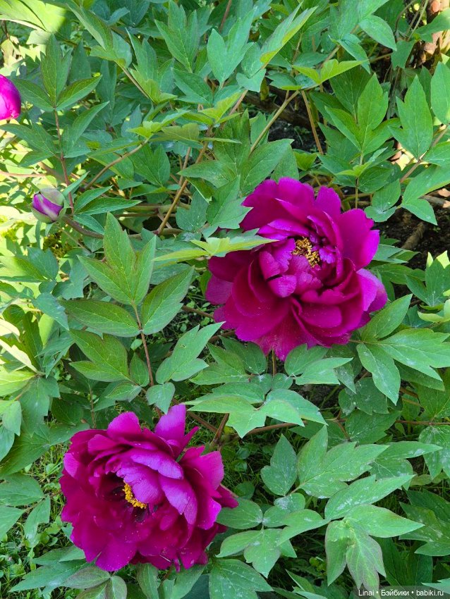 Буйство сирени в Аптекарском огороде