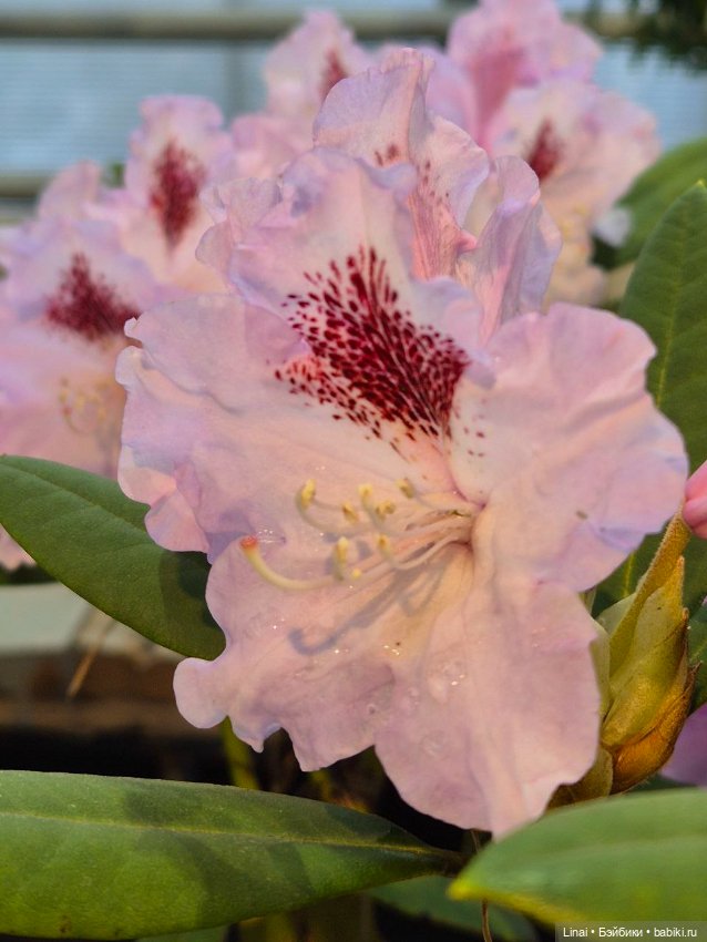 Буйство сирени в Аптекарском огороде