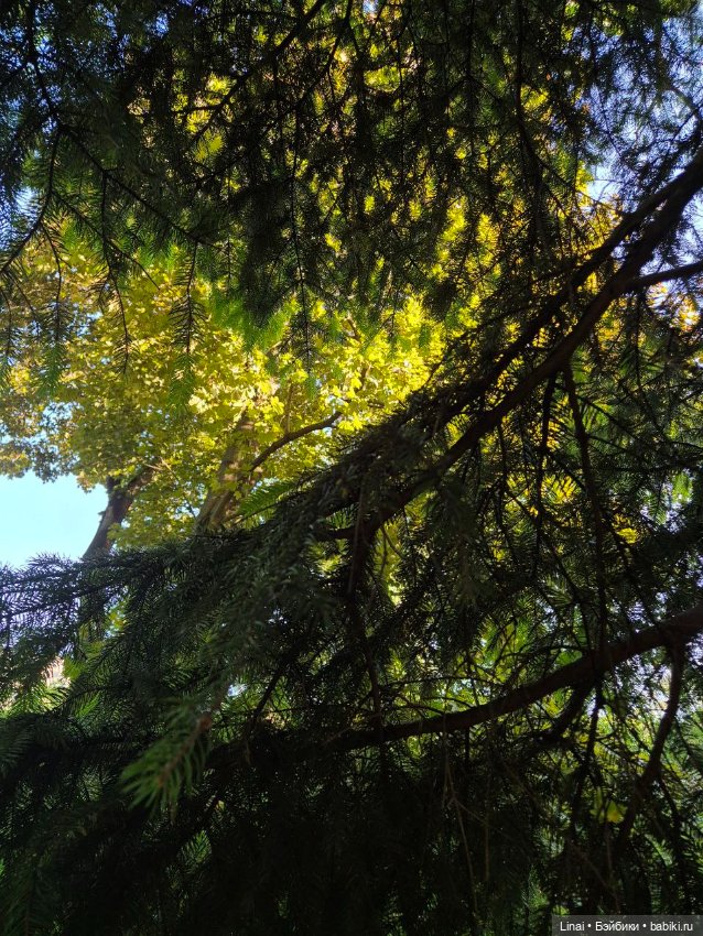 Буйство сирени в Аптекарском огороде